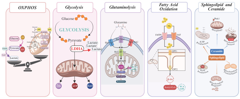 Metabolic Signature of <i>FLT3</i>-Mutated AML: Clinical and Therapeutic Implications.