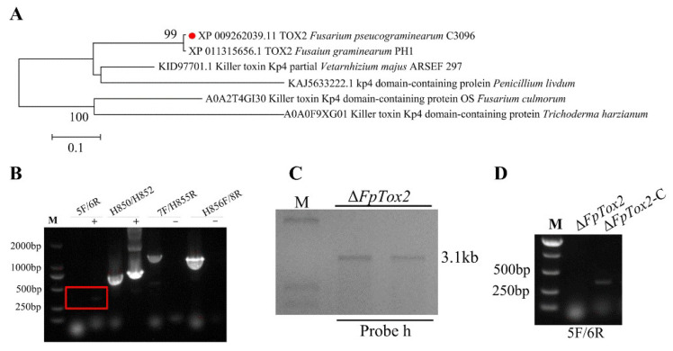 The TOX2 Gene Is Responsible for Conidiation and Full Virulence in <i>Fusarium pseudograminearum</i>.