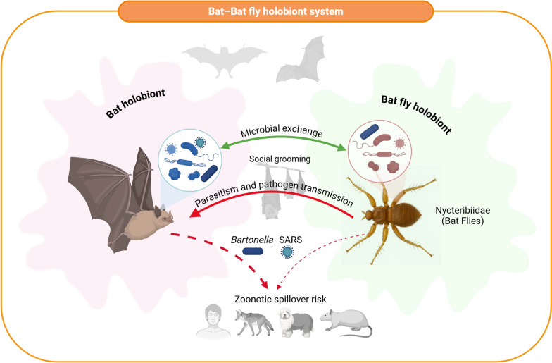 Holobiont-holobiont interactions across host-ectoparasite systems.