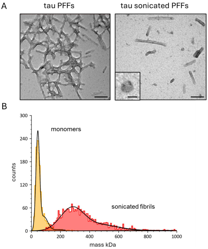 Incubation with tau aggregates increases hippocampal circuit excitability and enhances long-term depression in acute mouse hippocampal slices.