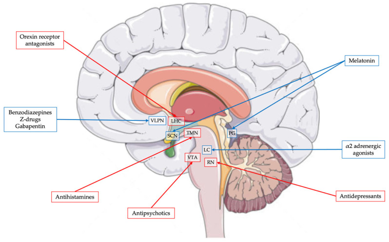 Sleep Disorders in Children with Autism Spectrum Disorder: Developmental Impact and Intervention Strategies.