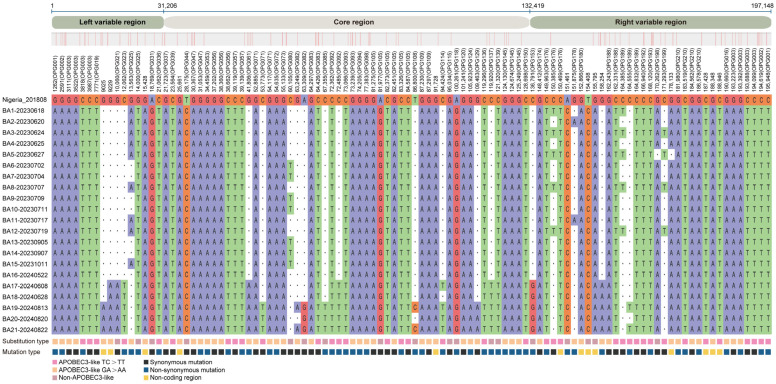 Phylogenetic and Molecular Evolutionary Insights into Monkeypox Virus Circulation in Shenzhen, China, 2023-2024.