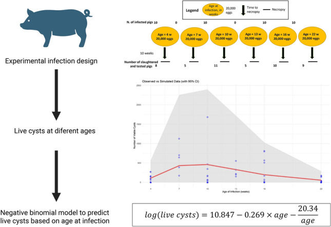 Age at infection as a key predictor of cyst burden in pigs experimentally infected with Taenia solium.