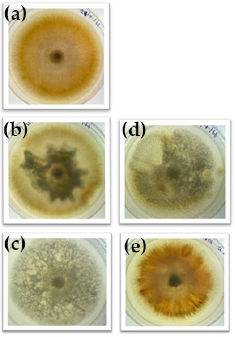 In Vitro Antifungal Activity of Amphotericin B-Encapsulated Silk Fibroin-Chitosan Nanoparticles Against <i>Fusarium solani</i> Isolates from Keratitis Patients.