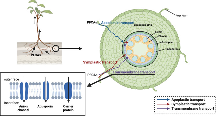 Emerging contaminants of perfluoroalkyl carboxylic acids (PFCAs): a review of sources, occurrence, and accumulation in plants.