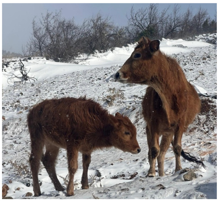 Association Between FABP3 and FABP4 Genes with Changes in Milk Composition and Fatty Acid Profiles in the Native Southern Yellow Cattle Breed.