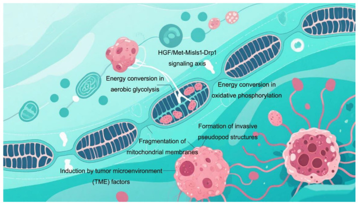 The Diverse Roles of Mitochondria in Regulating Cancer Metastasis.
