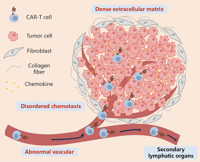Strategies and challenges in promoting chimeric antigen receptor T cells trafficking and infiltration of solid tumors.