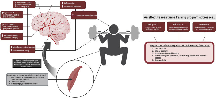 Resisting decline: the neuroprotective role of resistance exercise in supporting cerebrovascular function and brain health in aging.