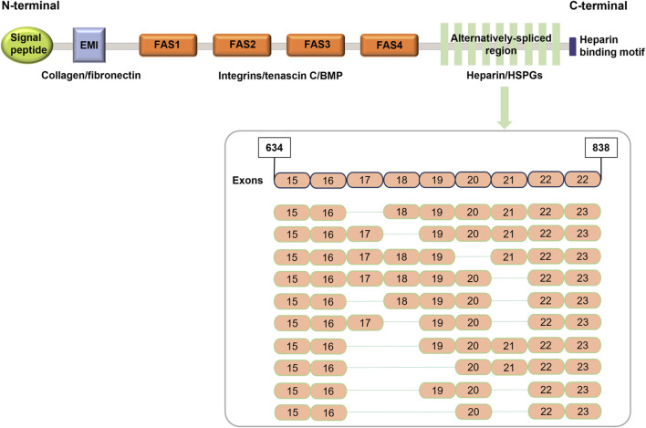Periostin-integrin signaling in hepatocellular carcinoma: from biological function to clinical application.