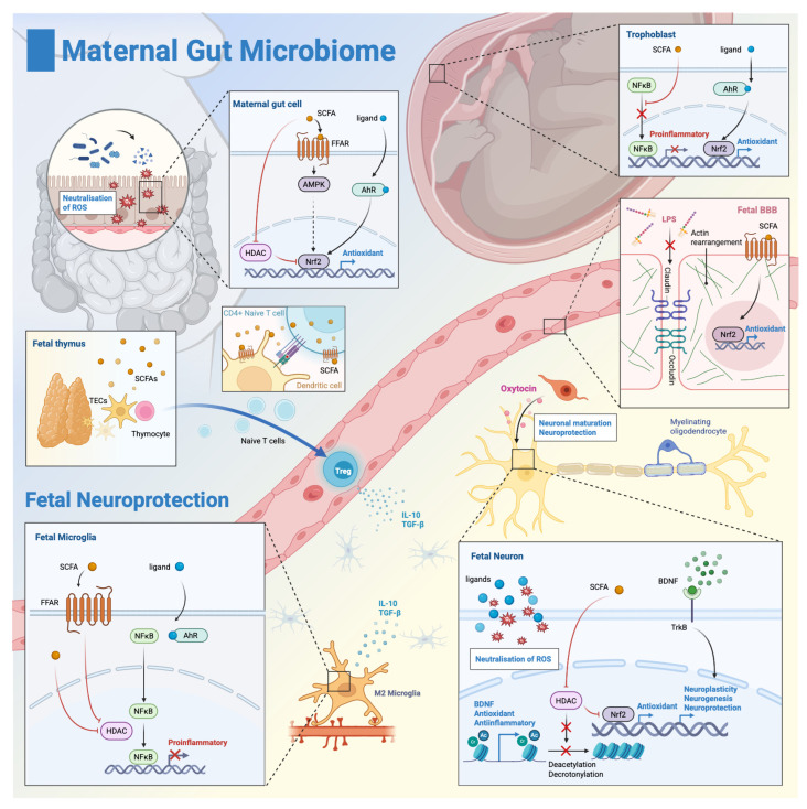 Does the Maternal Gut Microbiome Influence the Outcome of Perinatal Asphyxia?