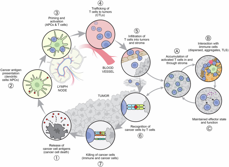 Evaluating the significance of combining PD-L1 and TILs as biomarkers in non-small cell lung cancer patients treated with immunotherapy: a systematic review.