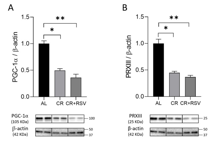 Recovery of SIRT3-SOD2 Axis and Mitophagy by Short-Term Calorie Restriction in Old Rat Soleus Skeletal Muscle.