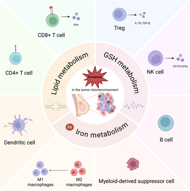 Ferroptosis in TNBC: interplay with tumor-infiltrating immune cells and therapeutic implications.