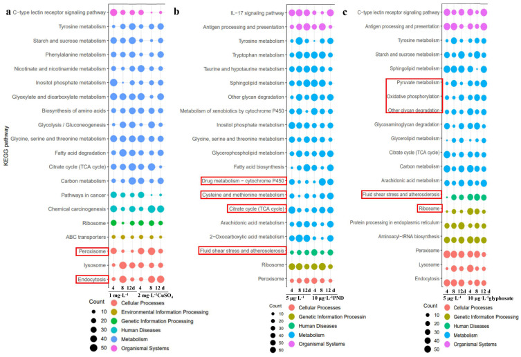 Transcriptome Analyses of <i>Procambarus clarkii</i> (Girard, 1852) Under Individual Exposures to CuSO<sub>4</sub>, Pendimethalin, and Glyphosate.