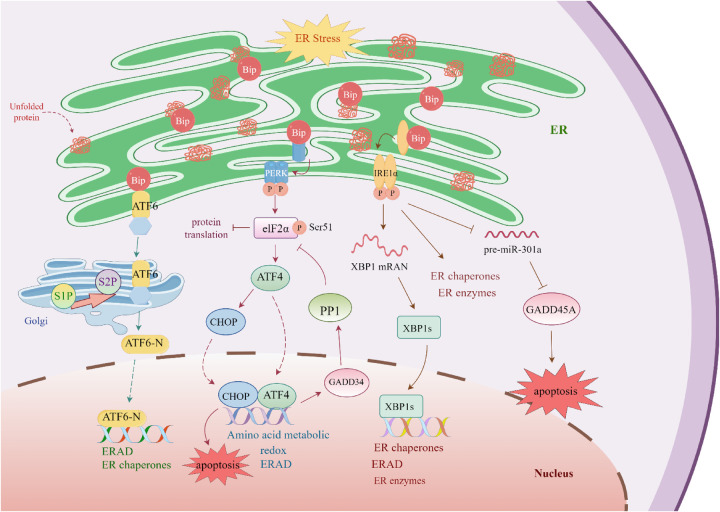 Endoplasmic reticulum stress in cardiomyopathies: from the unfolded protein response to therapeutic opportunities.