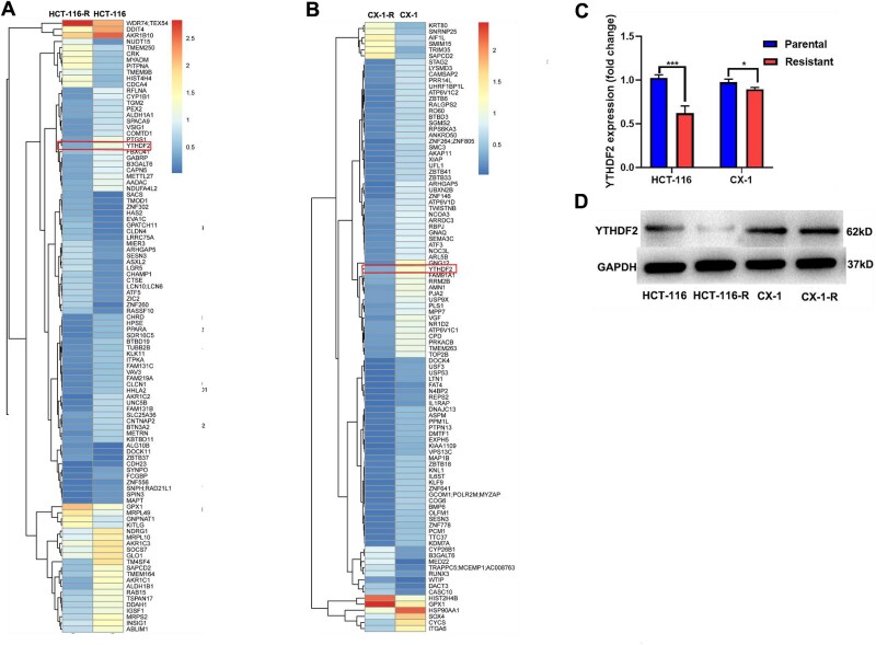 YTHDF2 alleviates the radioresistance of rectal cancer cells by targeting methylated MYC.