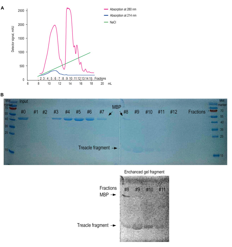 Protocol for the Preparation of a Recombinant Treacle Fragment for Liquid-Liquid Phase Separation (LLPS) Assays.