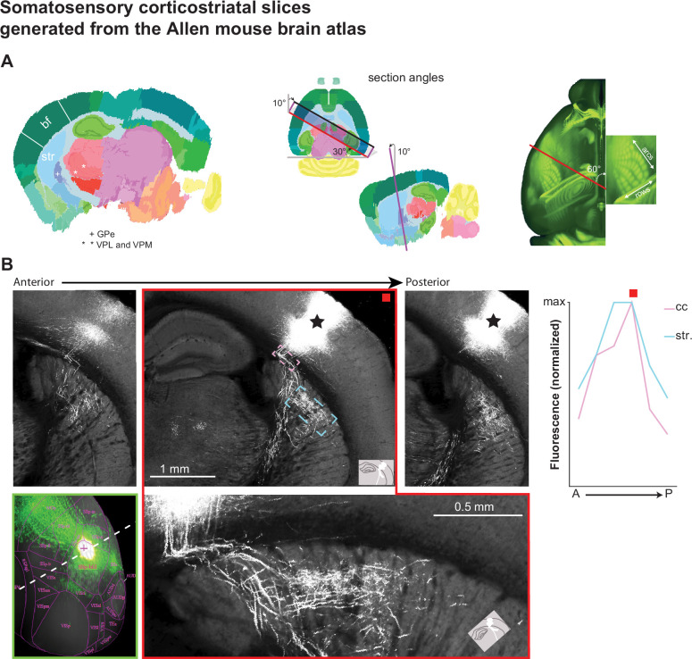 Sparse innervation and local heterogeneity in the vibrissal corticostriatal projection.