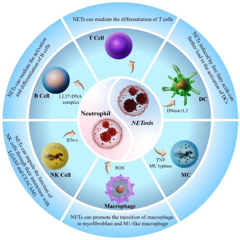 Neutrophil Extracellular Traps in Cardiovascular Diseases: Pathological Roles and Therapeutic Implications.