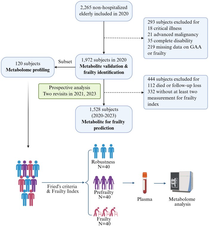 Metabolomics-based identification and validation of the creatine precursor guanidinoacetic acid for frailty in older adults.