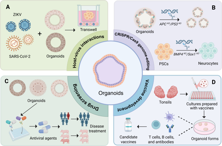 Organoids: physiologically relevant <i>ex vivo</i> models for viral disease research.