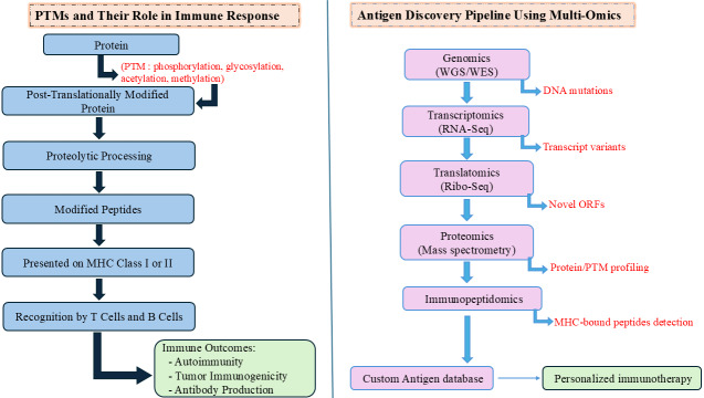 Next-generation cancer vaccines: targeting cryptic and non-canonical antigens for precision immunotherapy.