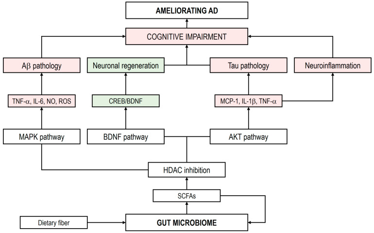 Microbial Metabolomes in Alzheimer's Disease: From Pathogenesis to Therapeutic Potential.