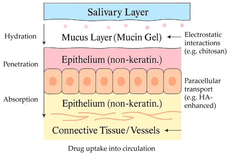 Targeting the Oral Mucosa: Emerging Drug Delivery Platforms and the Therapeutic Potential of Glycosaminoglycans.