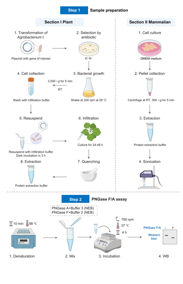 Verification of N-Linked Glycosylation of Proteins Isolated from Plant or Mammalian Cell Lines Using PNGase Enzyme.