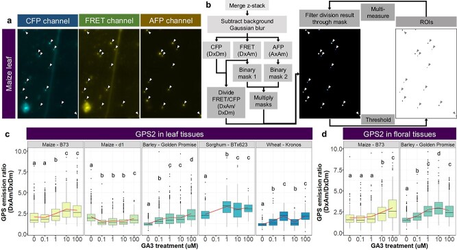 Comparing hormone dynamics in cereal crops via transient expression of hormone sensors.