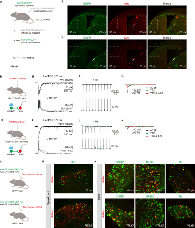 Identification of VGLUT3-expressing LTMRs-recruited spinal circuits for itch inhibition.