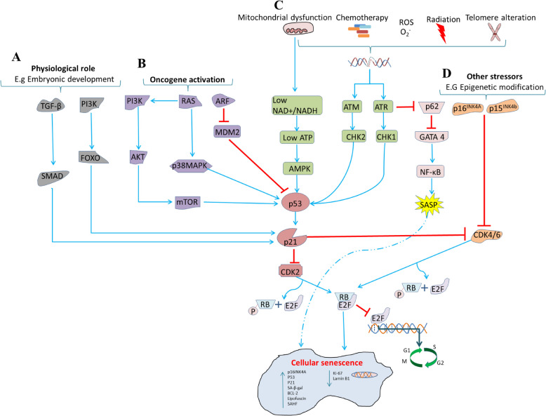 Targeting immunosenesence promotes clearance of senescent cells.