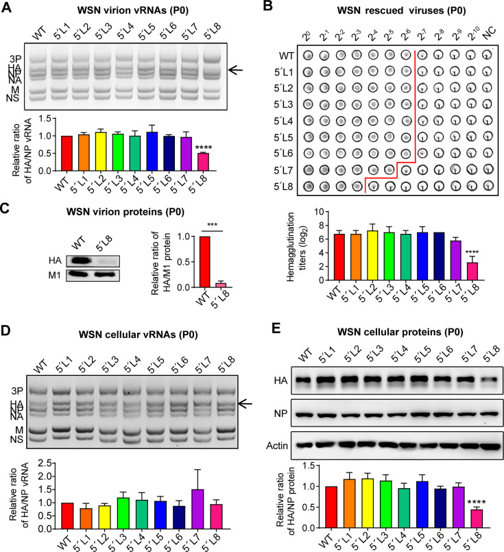 The 5'-end segment-specific noncoding region of influenza A virus regulates both competitive multi-segment RNA transcription and selective genome packaging during infection.