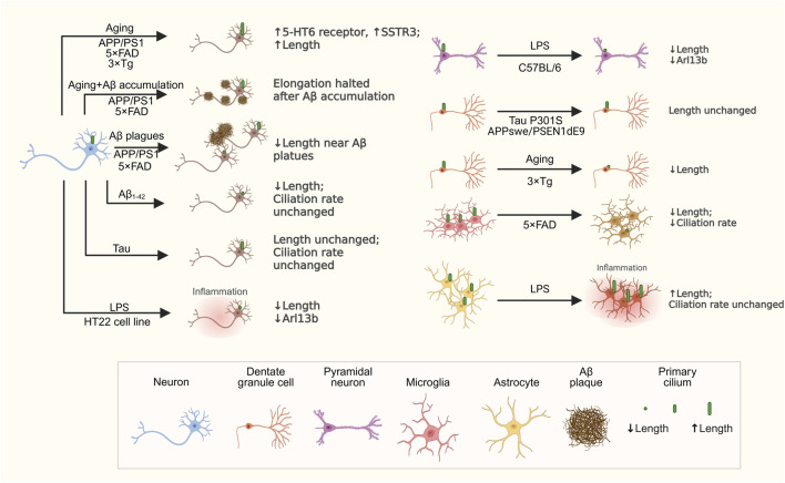 Primary cilia in the mature brain: emerging roles in Alzheimer's disease pathogenesis.