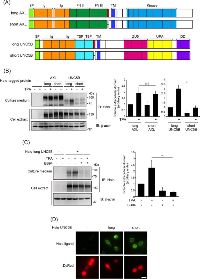 UNC5B is an isoform-dependent target for ectodomain shedding.