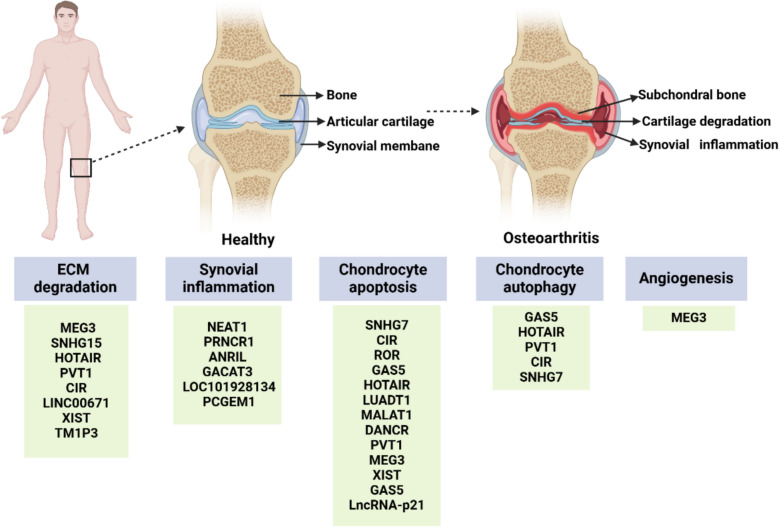Role of long non-coding RNAs in cartilage development and osteoarthritis pathogenesis.