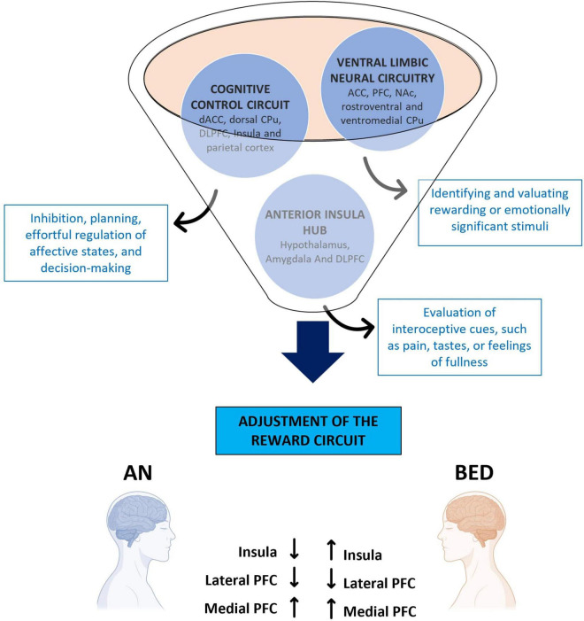 The role of motivation in eating disorders: understanding sex differences in the circuits.