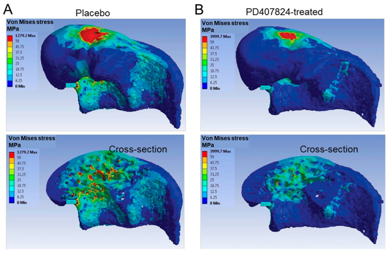 Bone Evaluation with Micro Finite Element Analysis in Animal Models.