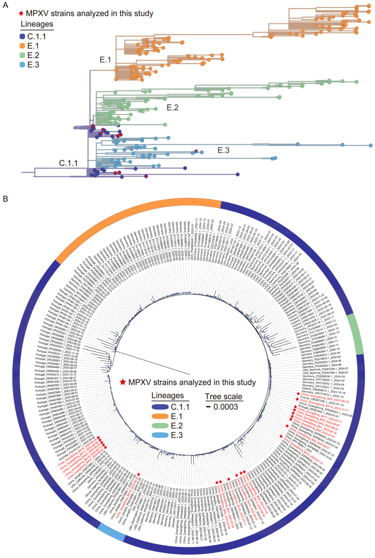 Phylogenetic and Molecular Evolutionary Insights into Monkeypox Virus Circulation in Shenzhen, China, 2023-2024.