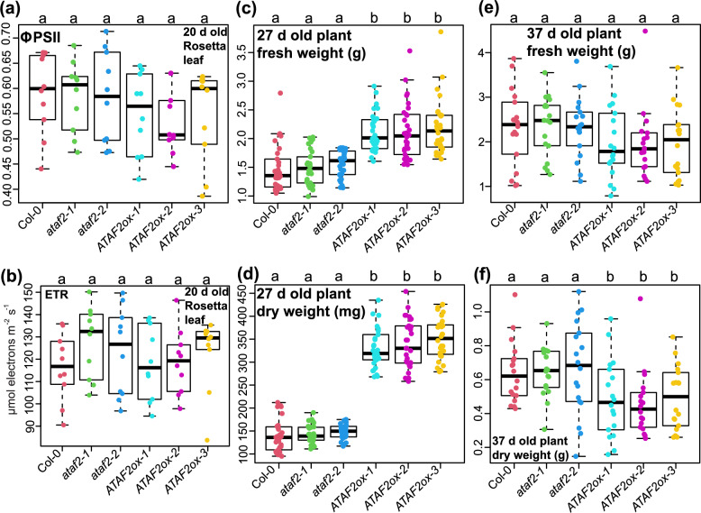 The NAC transcription factor ATAF2 enhances Arabidopsis biomass and chlorophyll a accumulations at the early growth stage.