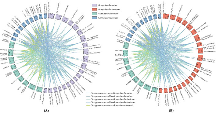 Genome-wide evolution and function analysis of ALOG gene family in cotton.
