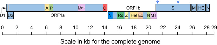 Rodents as potential reservoirs for toroviruses.