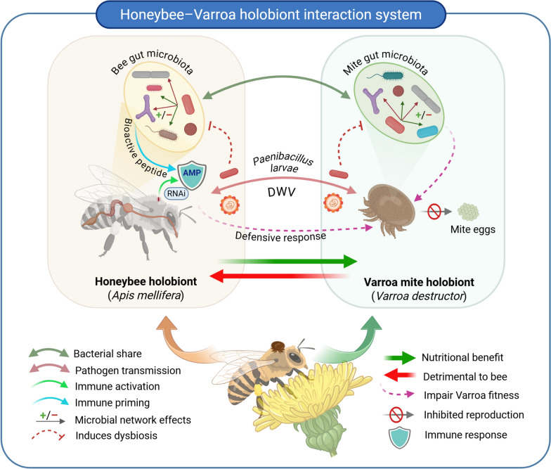 Holobiont-holobiont interactions across host-ectoparasite systems.