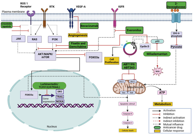 Combination of the First-in-Class Imipridone ONC201 and Standard Anticancer Therapies as a Rational Approach for Therapeutic Benefit.