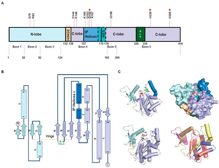 From Obscurity to Prominence: IPMK's Expanding Role in Cellular Signaling, Physiology, and Disease.