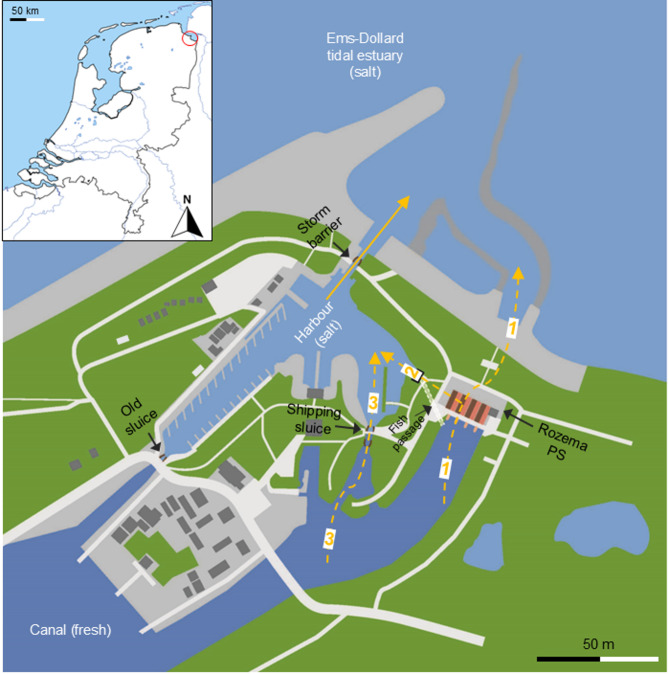Assessing downstream passage of European silver eel at a tidal pumping station: acceleration as a proxy for eel activity.