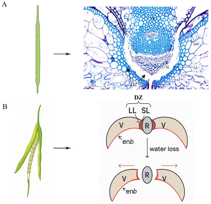Mechanisms of Silique Dehiscence in Rapeseed: A Review of Research Progress.