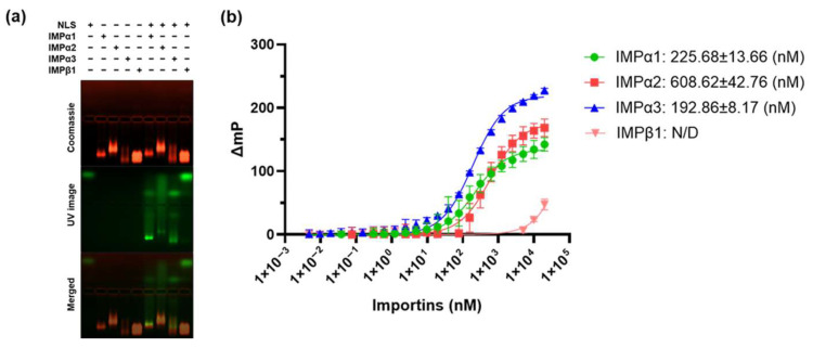 Structural Insights into the Nuclear Import of Haliotid Herpesvirus 1 Large Tegument Protein Homologue.