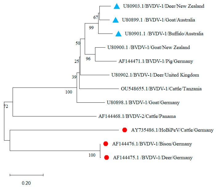 A Critical Review of Bovine Viral Diarrhea Virus: Spotlights on Host Plasticity and Potential Spillover Events.